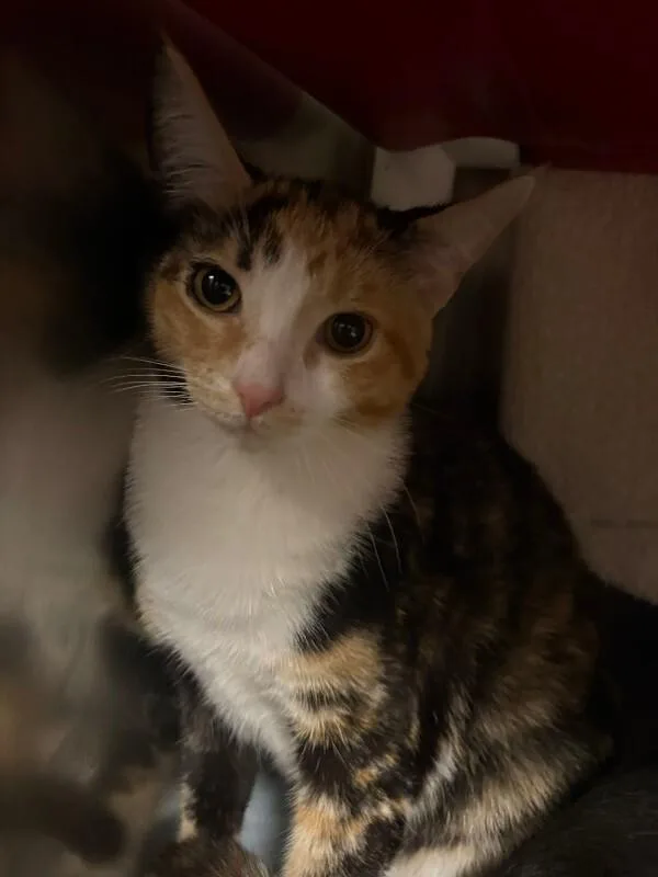 An adult medium-sized female Calico Domestic Short Hair cat named Thimble for adoption in Cincinnati, OH