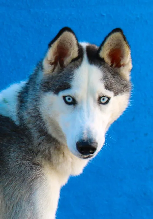A young medium-sized male Siberian Husky dog named Drax for adoption in Pasadena, CA