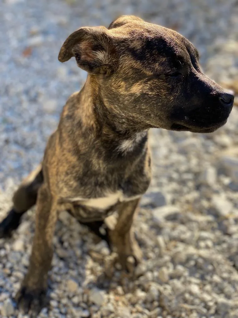 An adult medium-sized female Mountain Cur dog named Maze for adoption in Morgantown, KY