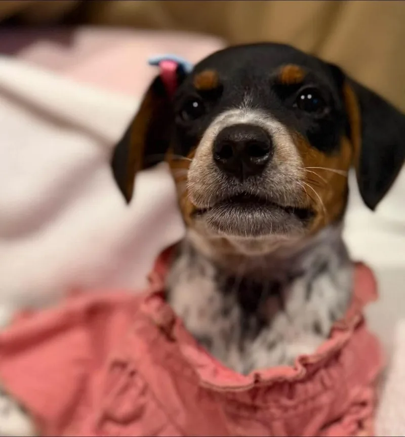 A baby medium-sized female Beagle dog named Confetti for adoption in Scranton, PA