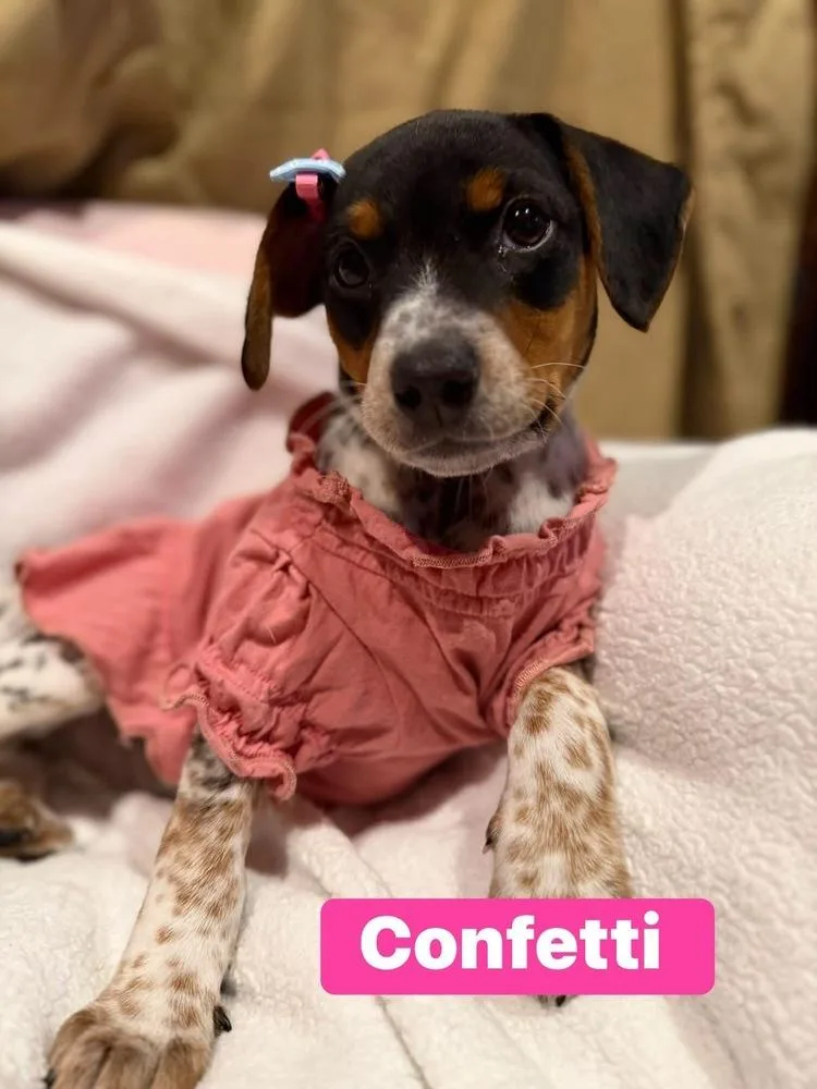 Confetti thumbnail 2