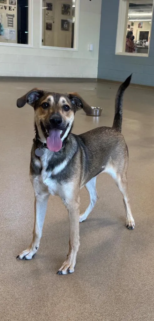 A baby medium-sized male Australian Cattle Dog / Blue Heeler dog named Iggy for adoption in North Syracuse, NY