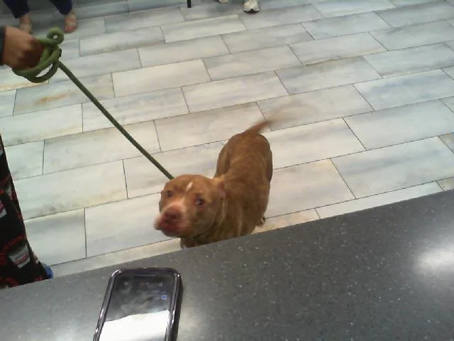 A young medium-sized male Pit Bull Terrier dog named A for adoption in Charlotte, NC