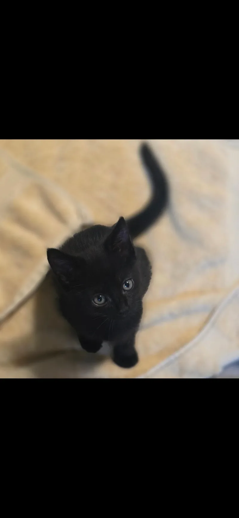 A baby small-sized female Black Domestic Short Hair cat named Indigo for adoption in Hayward, CA
