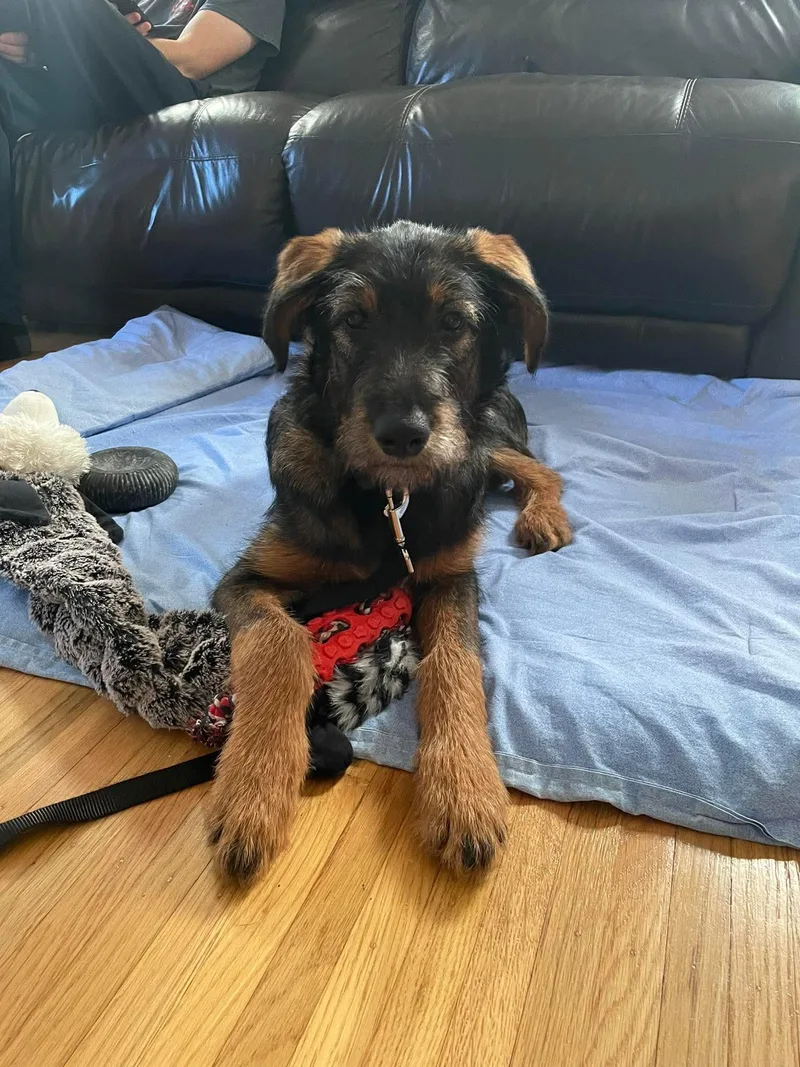 A baby medium-sized female Mixed Breed dog named Emma for adoption in Rochester , NY