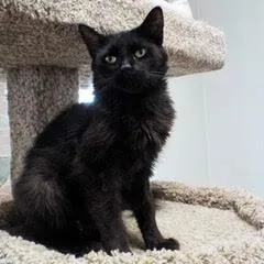 Black Velvet thumbnail 2