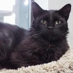 A senior medium-sized female Black Domestic Medium Hair cat named Black Velvet for adoption in Green Valley, AZ
