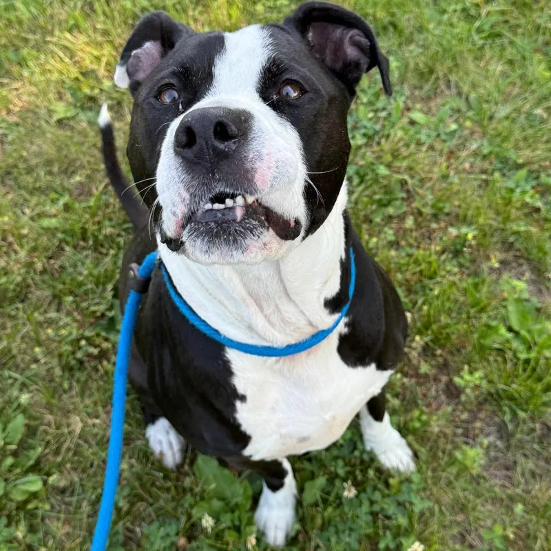 An adult large-sized female Black Pit Bull Terrier dog named Luna for adoption in Perkiomenville, PA