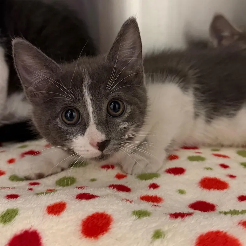 A baby small-sized female White Domestic Short Hair cat named Deep Dish for adoption in Cody, WY