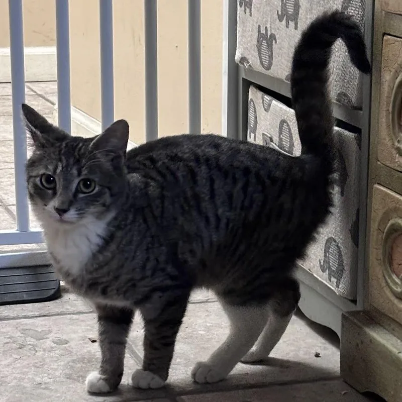 A young small-sized male Gray / Blue / Silver Domestic Short Hair cat named Arlo Fka Nestle for adoption in Brooklyn, NY