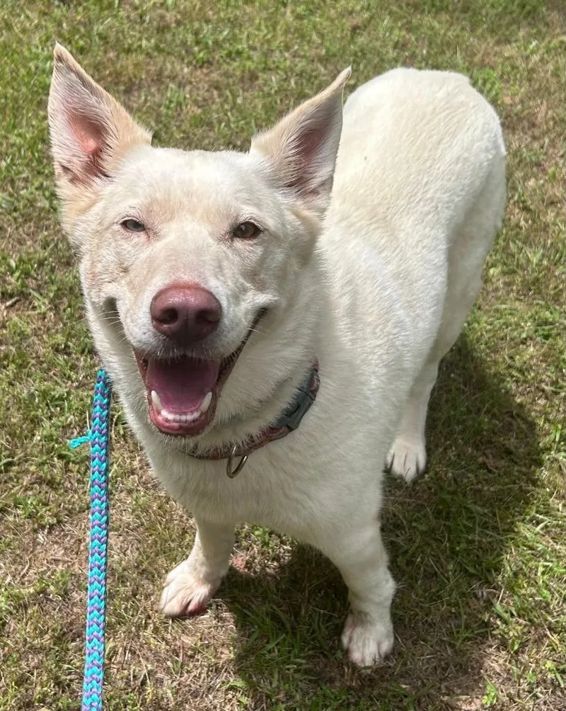 An adult medium-sized female Husky dog named Ophelia for adoption in Madison, GA