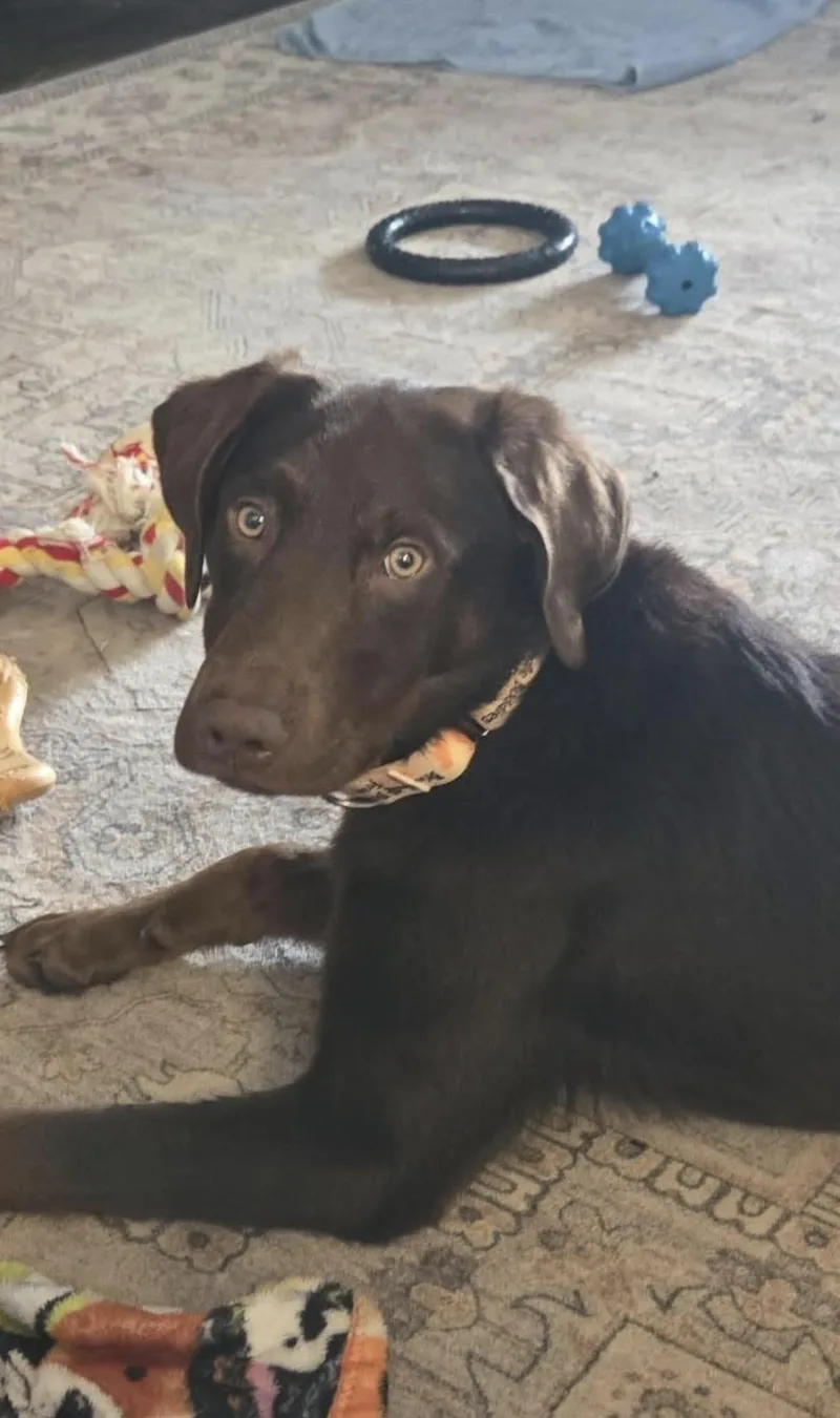 A baby medium-sized male Labrador Retriever dog named Diesel for adoption in Kutztown, PA