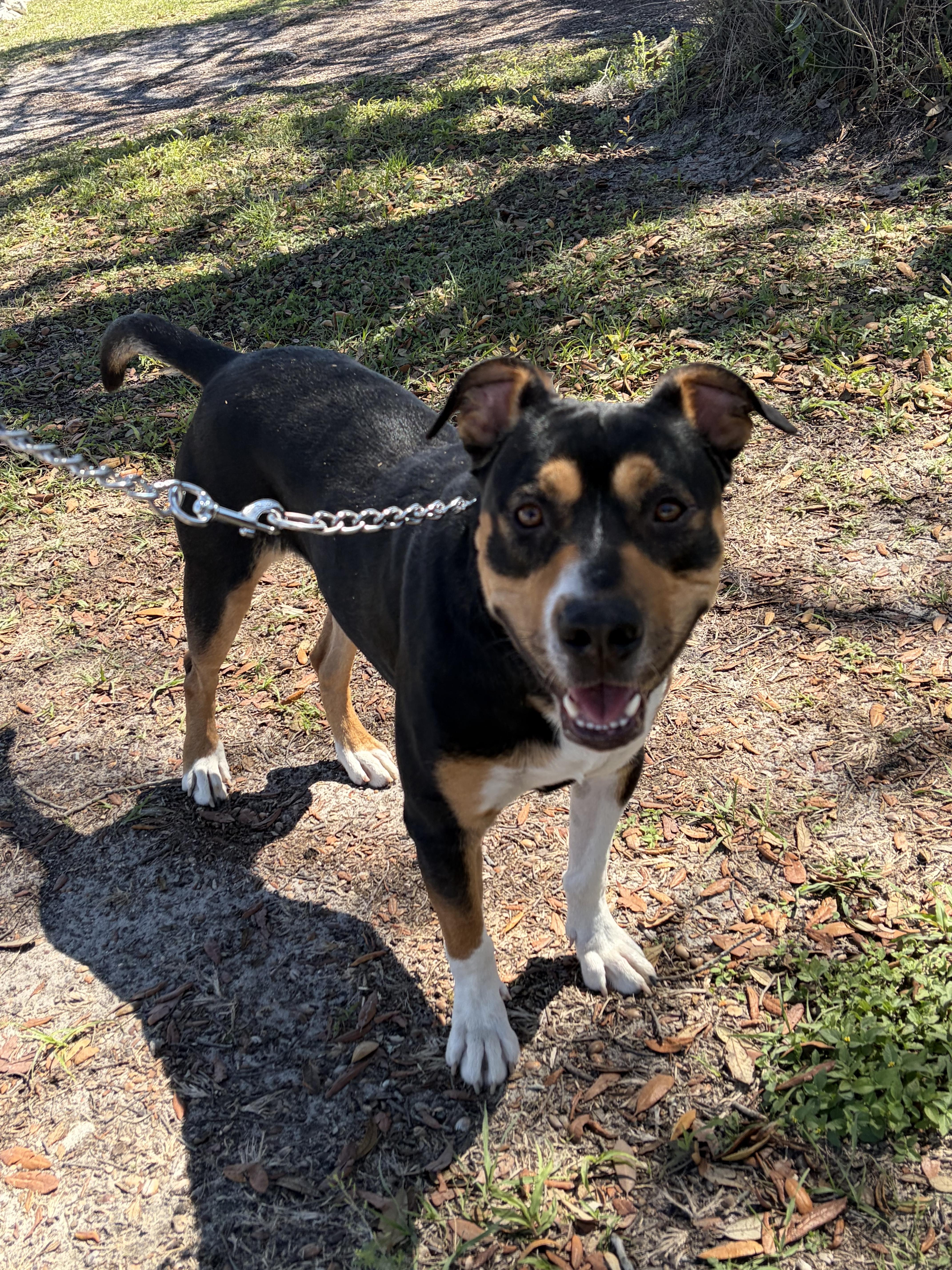 A young medium-sized male Black Mouth Cur dog named Pickles for adoption in Polk city, FL