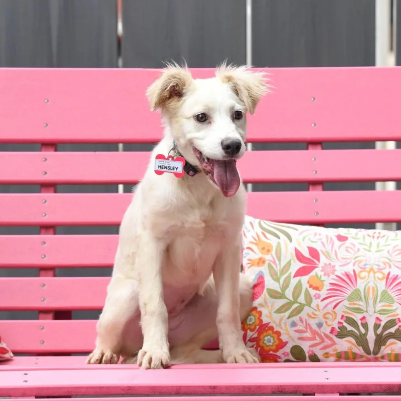 A baby small-sized female White / Cream Spaniel dog named Hensley for adoption in Wake Forest, NC