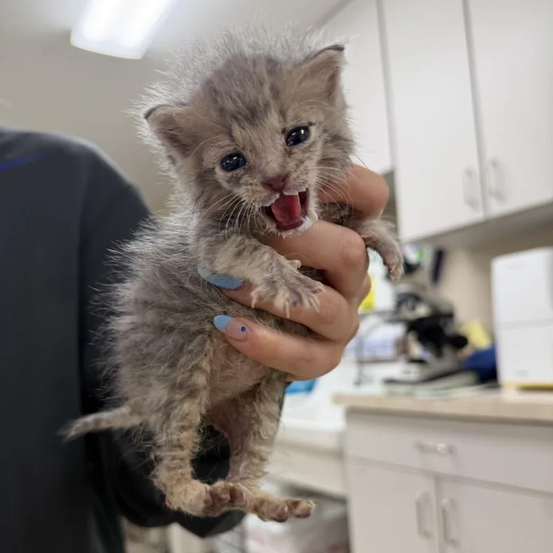 A baby small-sized male Gray / Blue / Silver Domestic Short Hair cat named Clancy for adoption in Coralville, IA