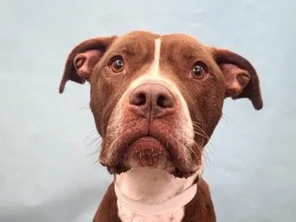 An adult large-sized male Boxer dog named Waffles for adoption in Golden Valley, MN