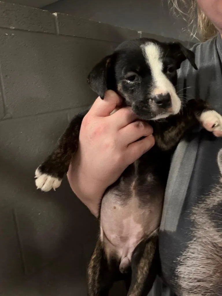 A baby medium-sized female Pit Bull Terrier dog named Biscuit for adoption in Ada, OK