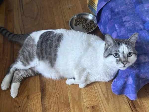 A senior large-sized male Siamese cat named Caine for adoption in Portland, OR