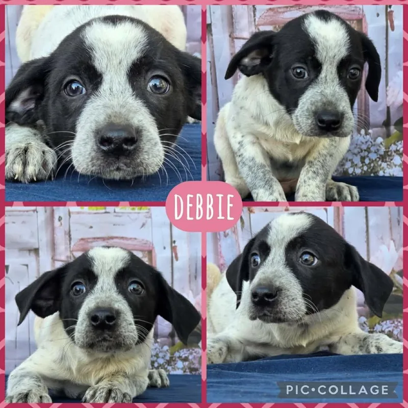 Debbie