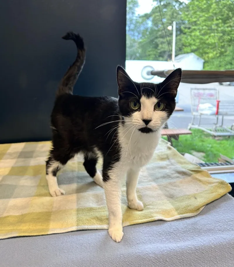 A baby small-sized female Black & White / Tuxedo Domestic Short Hair cat named Isis for adoption in North Haven, CT