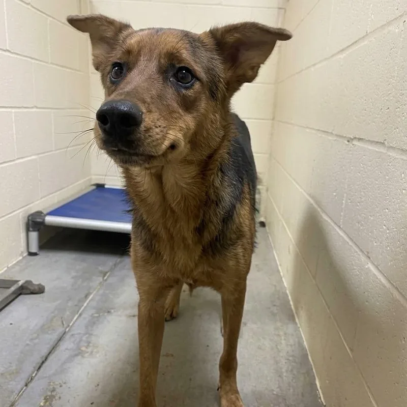 An adult large-sized female Shepherd dog named Sammie for adoption in Palestine, TX
