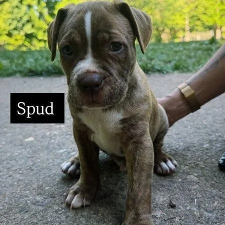 Spud thumbnail 2