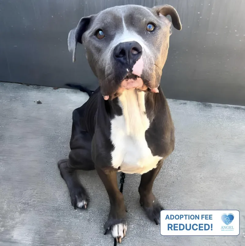 A young medium-sized male Gray / Blue / Silver Pit Bull Terrier dog named Darwin for adoption in Naperville, IL