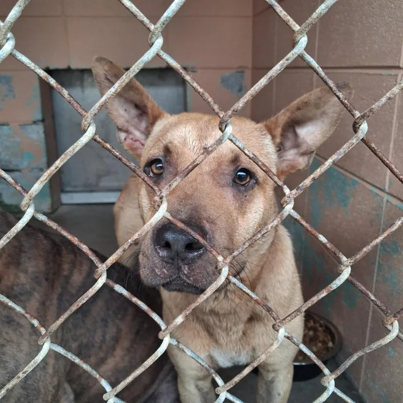 A baby medium-sized male Hound dog named John for adoption in Gautier, MS