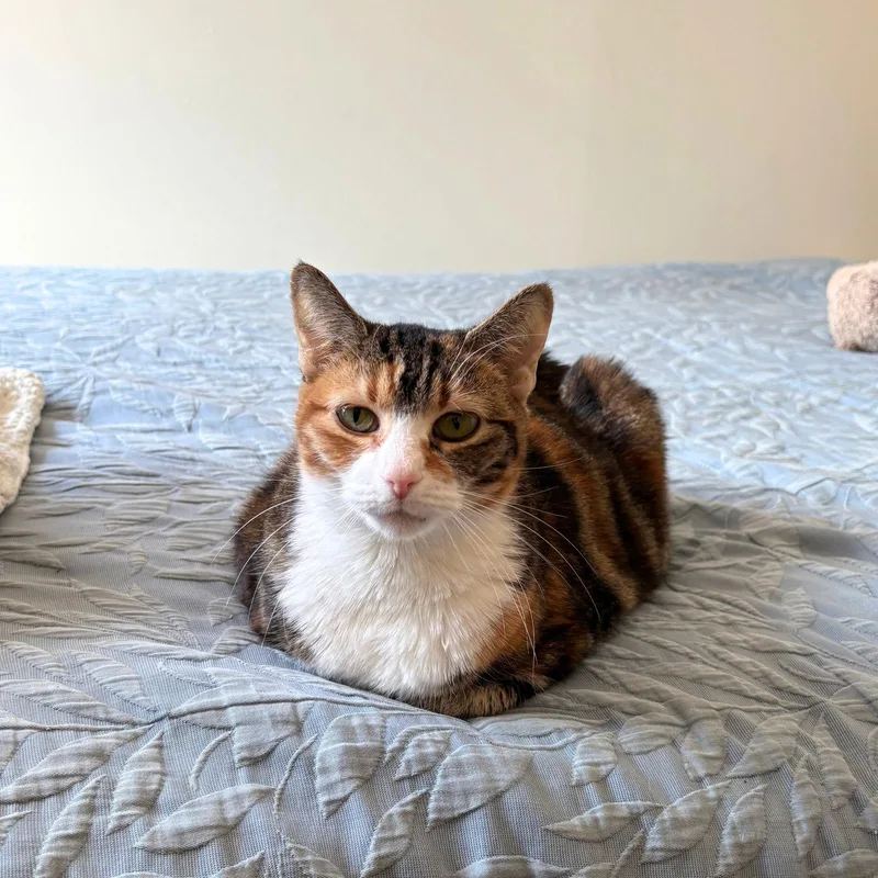 Setty Lee thumbnail 2