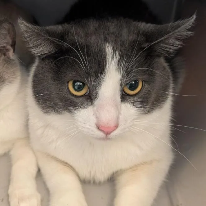 An adult large-sized male Domestic Short Hair cat named Cookie for adoption in Fairport, NY