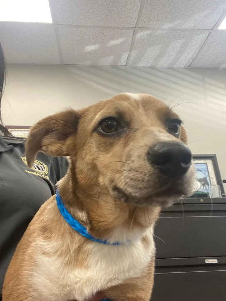 A young small-sized female Mixed Breed dog named Sable for adoption in Cartersville , GA