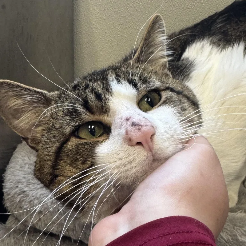 An adult medium-sized male Tabby (Brown / Chocolate) Domestic Short Hair cat named Lando for adoption in Fall River, MA