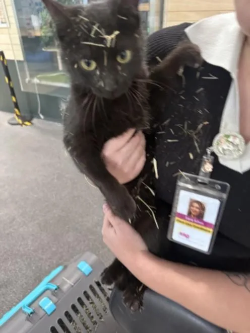 A young large-sized female Domestic Short Hair cat named Lids for adoption in Los Angeles, CA