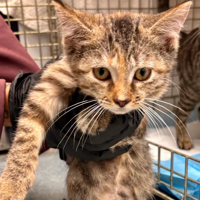 A baby small-sized female Domestic Short Hair cat named Trina for adoption in Portland, IN