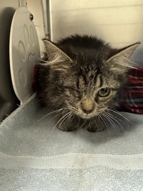 A young small-sized female Domestic Long Hair cat named Felina for adoption in Salinas, CA