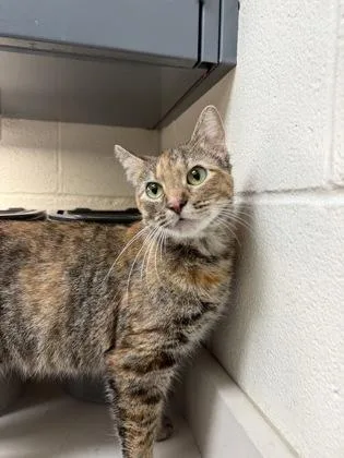 An adult medium-sized female Buff / Tan / Fawn Domestic Short Hair cat named Brown Sugar for adoption in Wichita, KS