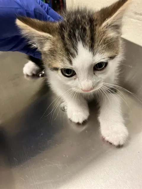 A baby small-sized male Domestic Short Hair cat named Nutmeg for adoption in Long Beach, CA