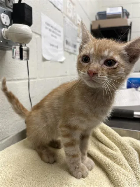 A baby small-sized male Domestic Short Hair cat named A for adoption in Chula Vista, CA