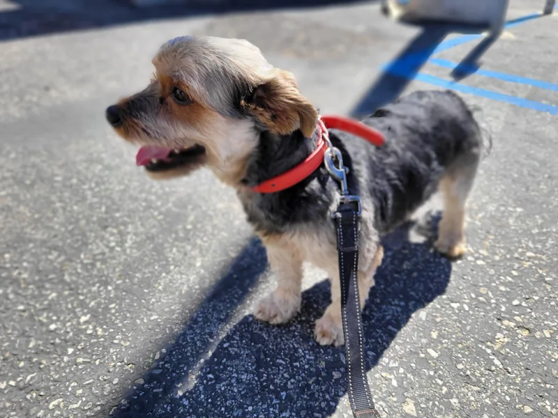 An adult small-sized male Yorkshire Terrier dog named Sarge for adoption in San Pedro, CA