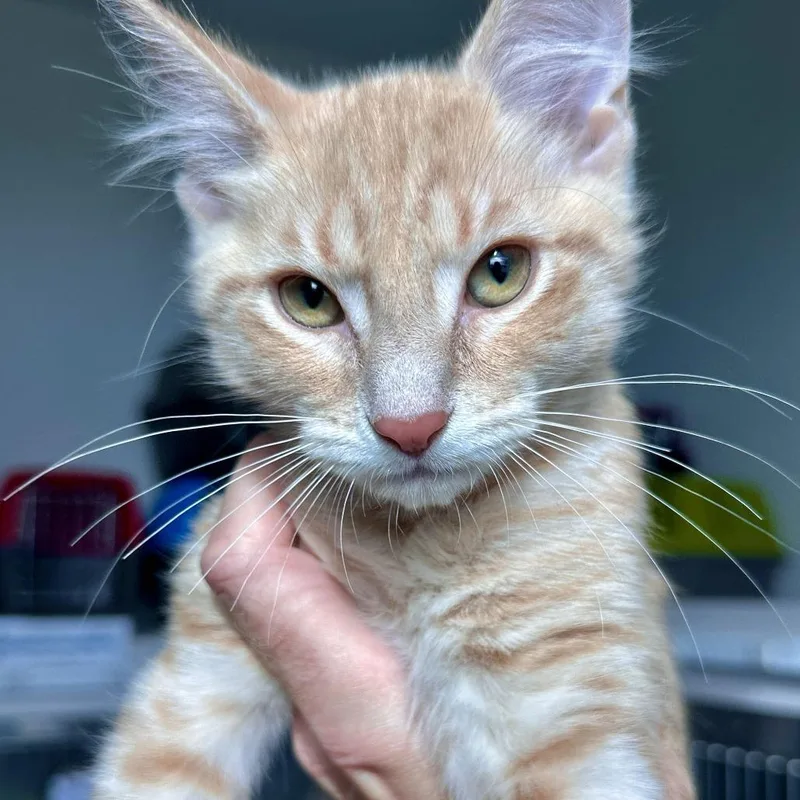 A baby small-sized male Orange / Red Domestic Medium Hair cat named Mars for adoption in Matteson, IL