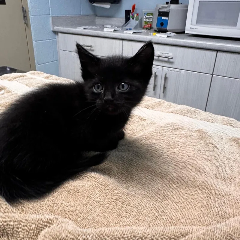 A baby small-sized female Black Domestic Medium Hair cat named Nestle for adoption in Riverside, CA