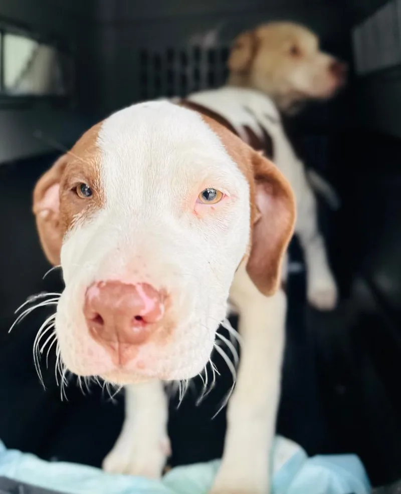 A baby large-sized female Pit Bull Terrier dog named Zombie Girl for adoption in Claremore, OK