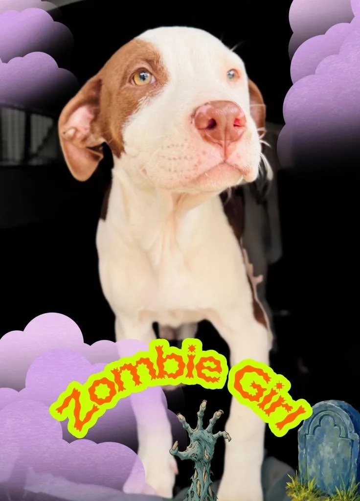 Zombie Girl thumbnail 2
