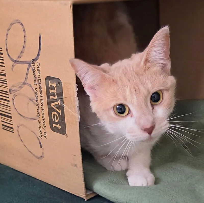 A young medium-sized female Domestic Short Hair cat named Bailey for adoption in Bloomington, IN