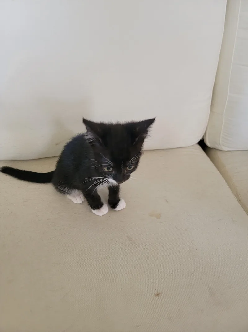 A baby small-sized female Domestic Short Hair cat named Lucie for adoption in Long Beach, CA