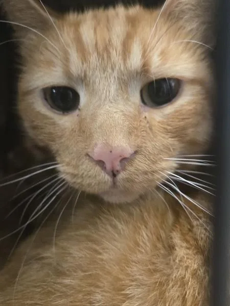 An adult medium-sized male Domestic Short Hair cat named Linus for adoption in Millersville, MD