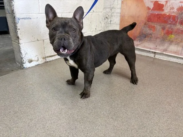 Kali