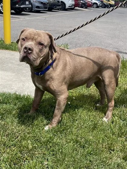A senior large-sized male Mixed Breed dog named Ceasar for adoption in West Chester, PA