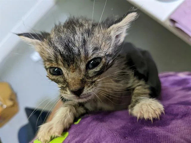 An adult small-sized female Domestic Short Hair cat named Fallon for adoption in Norfolk, VA