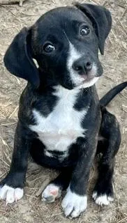 A baby medium-sized female Black Catahoula Leopard Dog dog named Badalia for adoption in Alexandria, LA